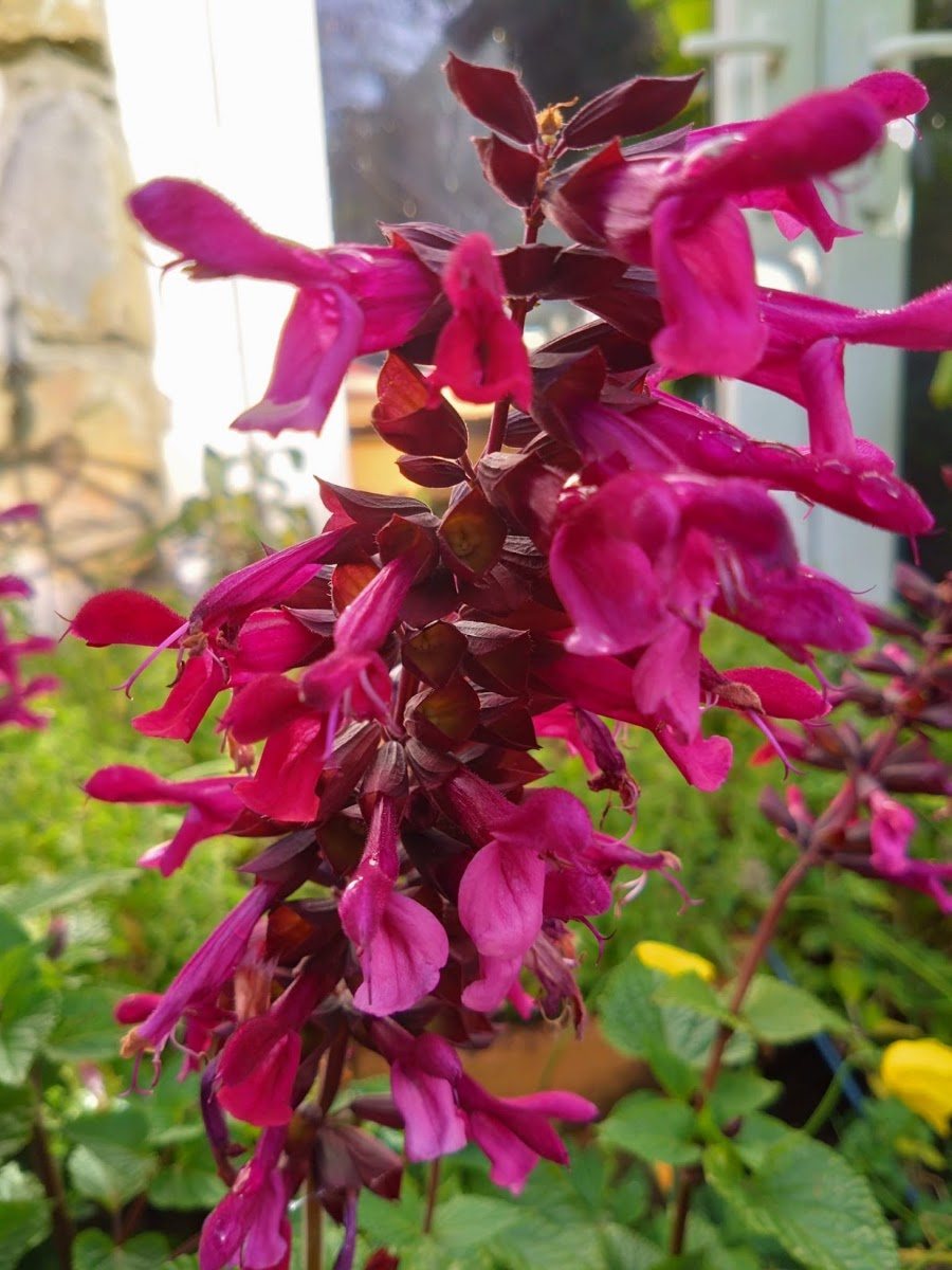 Red salvia flowering in a border