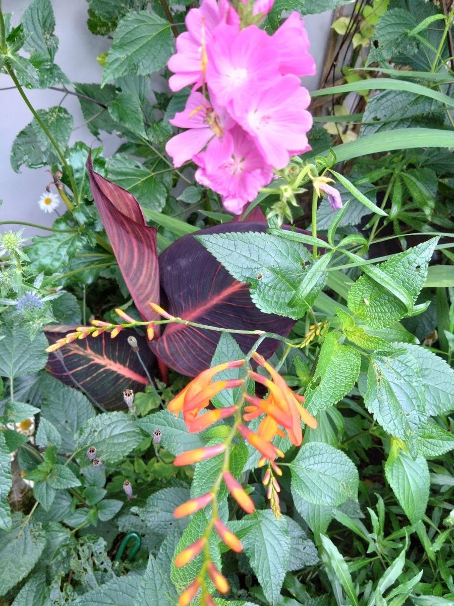 Colourful mixed planting