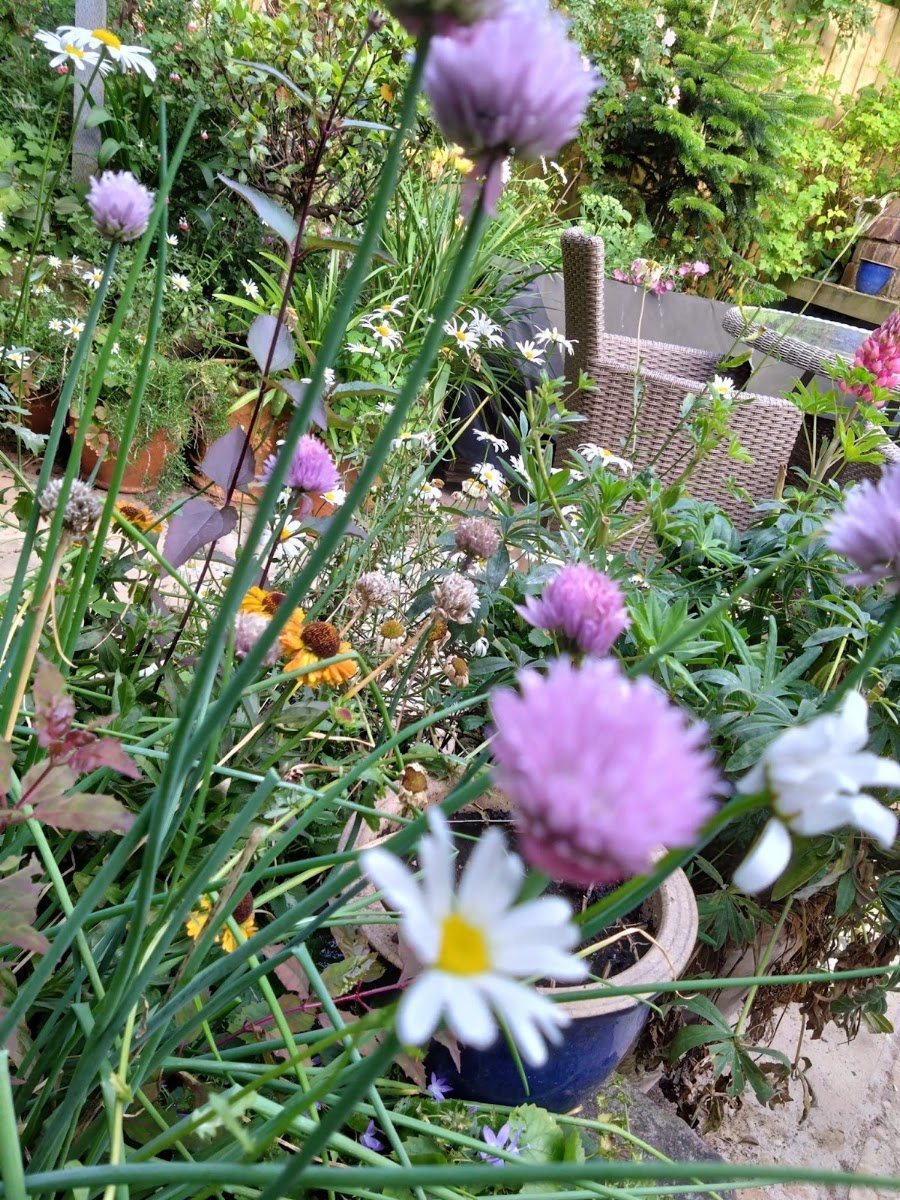 Allium and mixed border planting
